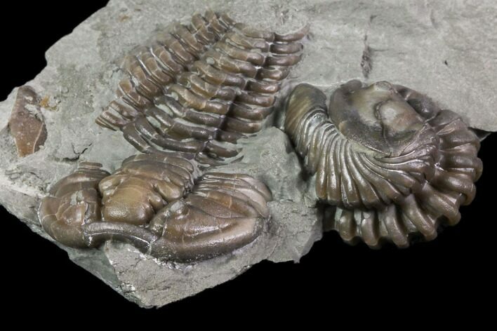 Two Flexicalymene Trilobites In Shale - Ohio #84609